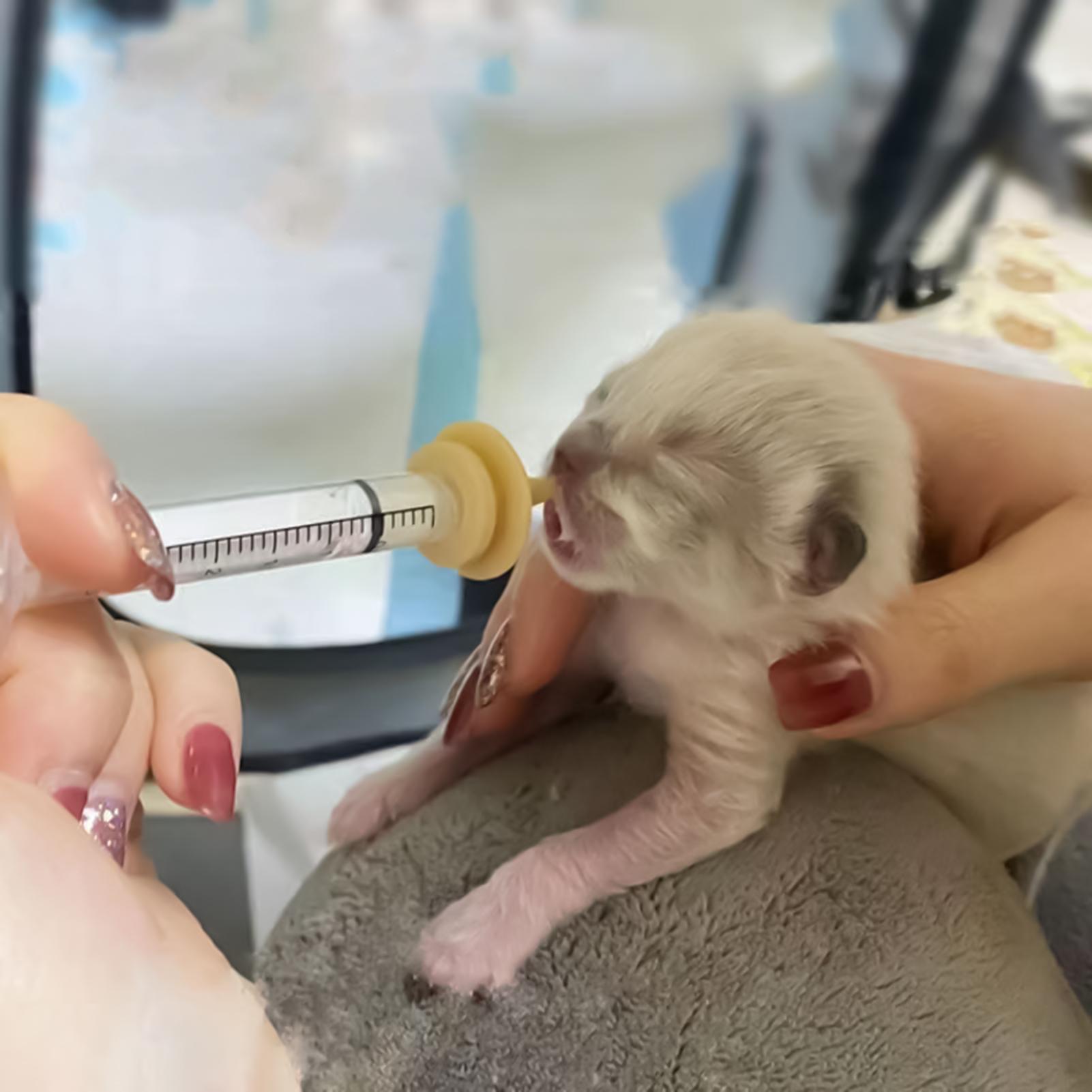 Baby Bird Feeding Syringe Reus - Baby Food Youtube recensie en prijs