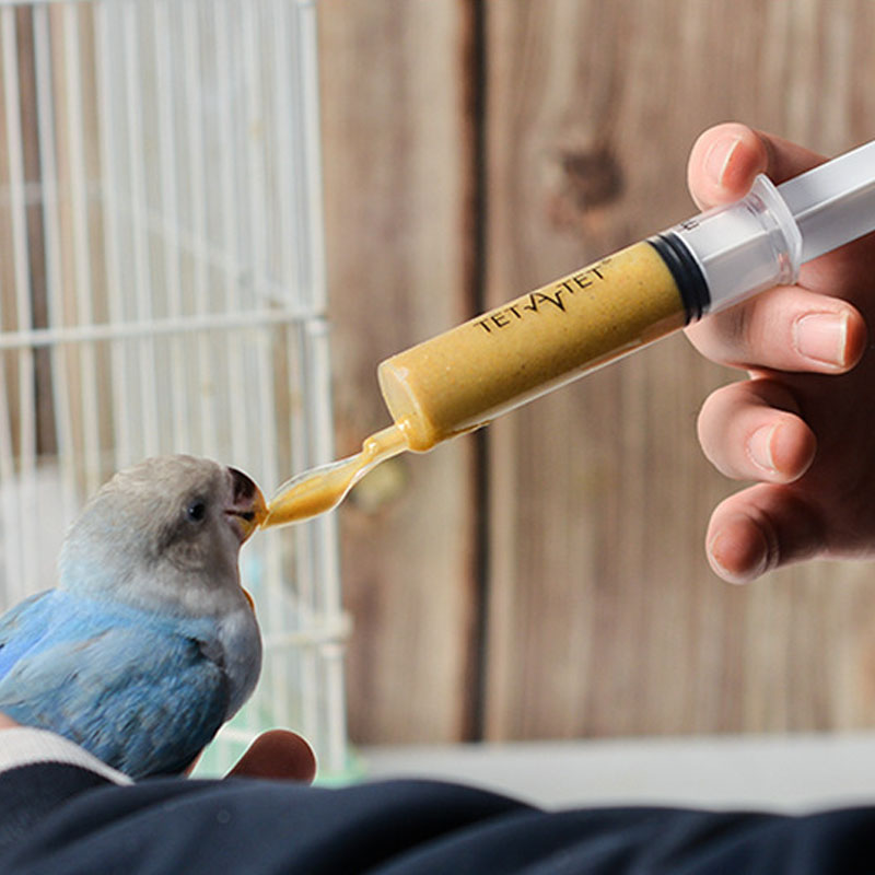 Food Feeding Needle 1 Set Bird - Baby Food Youtube recensie en prijs